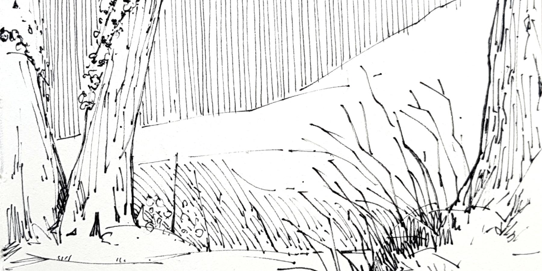 Man sieht eine schwarz-weiß geskribbelte Naturlandschaft. Baumstämme, Gräser, einen Hügel